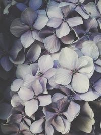 High angle view of purple hydrangea flowers