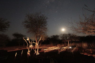 Bare trees against sky at night