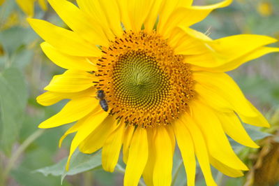 Close-up of sunflower