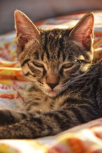 Close-up of a cat resting on bed