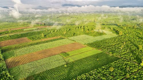 High angle view of agricultural field