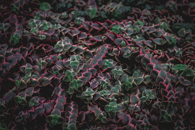 Full frame shot of plants