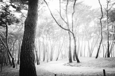 Snow covered trees in forest