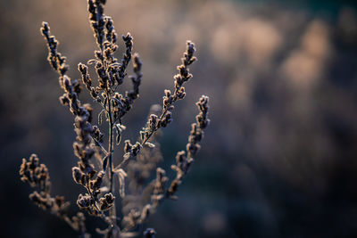 Close-up of wilted plant on field