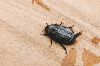 High angle view of snail on beach