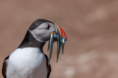 Close-up of bird carrying fishes in mouth