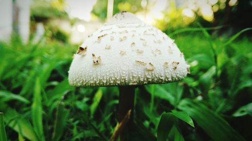 Close-up of mushrooms