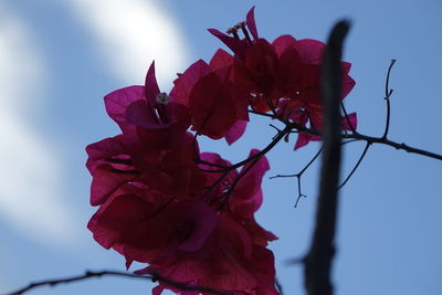 Close-up of red flowers against sky