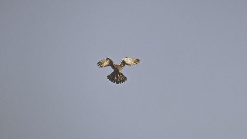 Low angle view of kite flying against clear sky