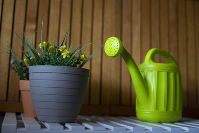 Close-up of potted plant on table