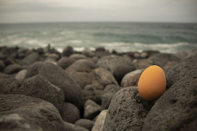 Rocks and stone on beach and close-up  of egg