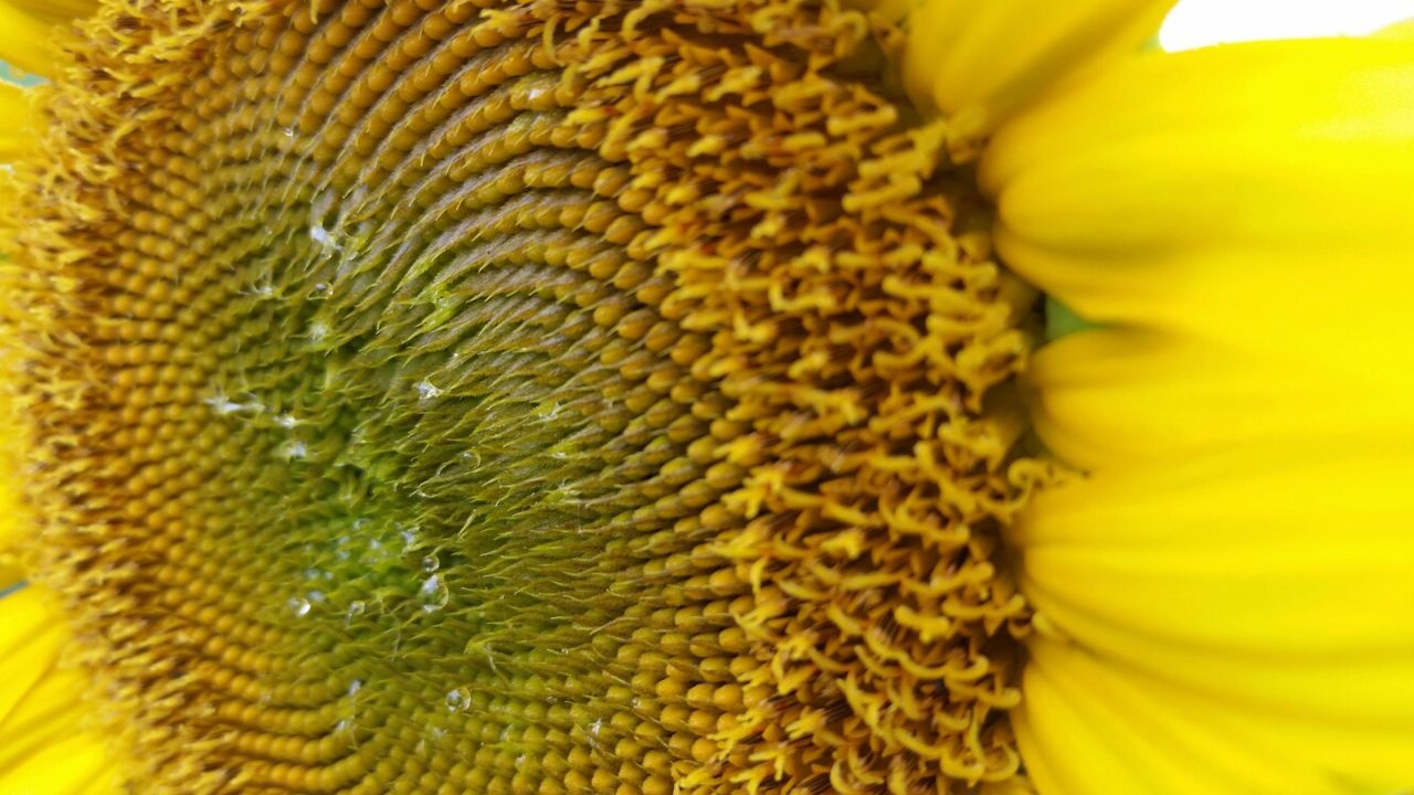 yellow, full frame, freshness, flower, backgrounds, close-up, fragility, flower head, petal, extreme close-up, beauty in nature, selective focus, macro, detail, growth, nature, indoors, no people, abundance, pollen