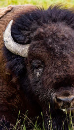 Close-up portrait of horse