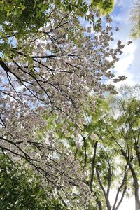 Low angle view of cherry blossoms against sky