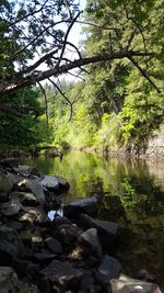 Stream flowing through forest