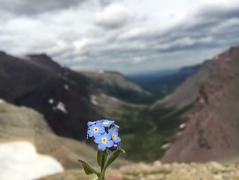 Close-up of flowers against mountain
