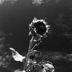 Close-up of flower against sky