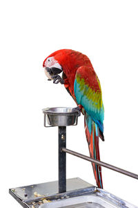 Close-up of parrot perching on pole against white background