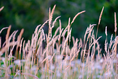 Close-up of stalks in field