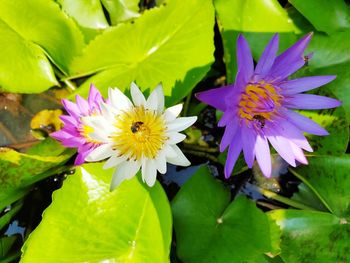 Close-up of purple flowering plants