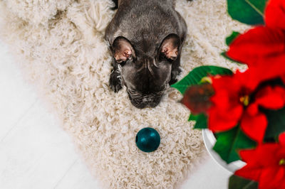 High angle view of brindle french bulldog with toy