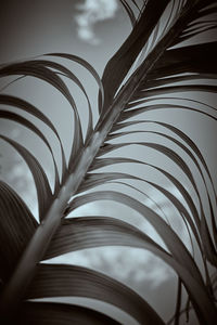 black and white