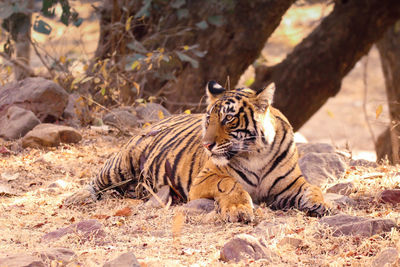 Tiger relaxing on a field