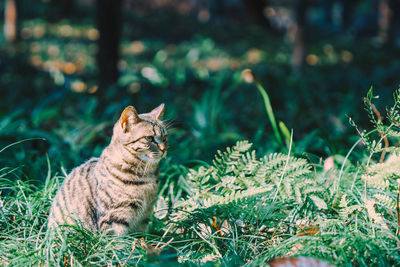 animal