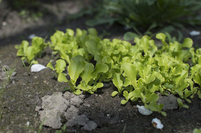 Close-up of green leaves