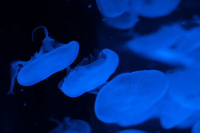 Close-up of jellyfish swimming in sea