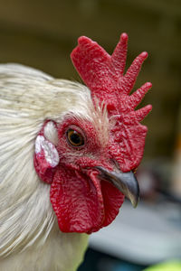 Close-up of rooster