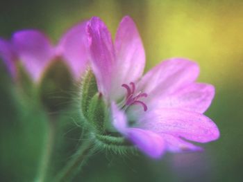 Close-up of purple flower blooming outdoors