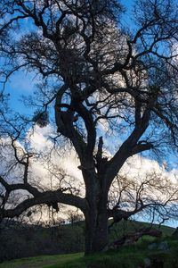 Low angle view of tree against sky