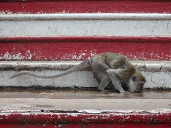 Close-up of monkey on red wall