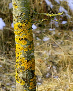 Close-up of tree trunk