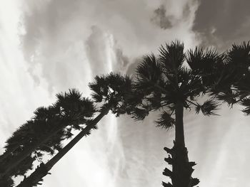 Low angle view of coconut palm trees against sky