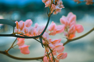 Close-up of pink flowering plant