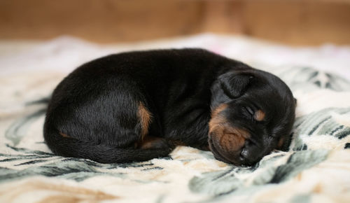 Close-up of a dog