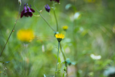 Close-up of yellow flowering plant on field