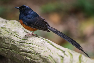 Close-up of bird perching on wood