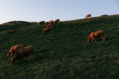 Cows grazing in field