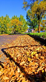 Fallen leaves on road