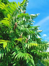 Low angle view of tree