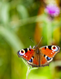 Close-up of butterfly pollinating flower