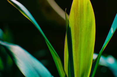 Close-up of flowering plant