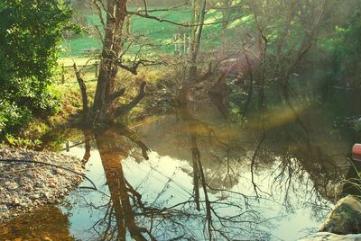 Reflection of trees in lake