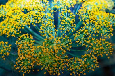 Dill flowers background . blooming dill in the garden