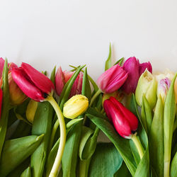 Close-up of red tulips against white background