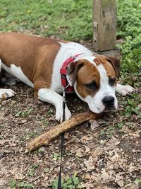 Dog lying down on land