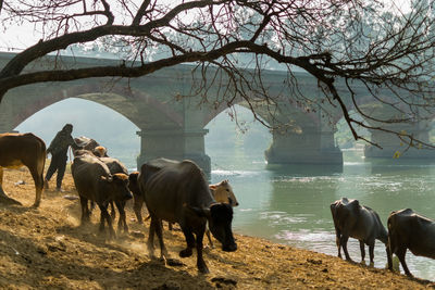 Person with cows at riverbank